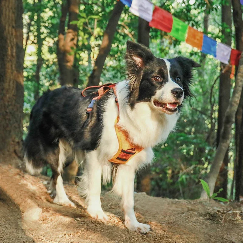 “All-in-One” dog harness